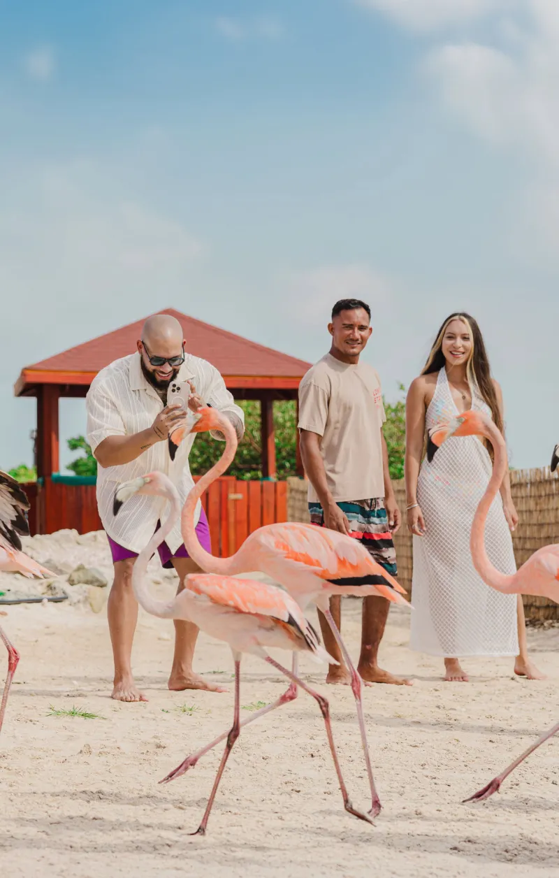 Three people interacting with flamingos on a sandy beach with a wooden hut in the background.